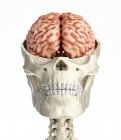 Sezione trasversale del cranio umano con cervello su sfondo bianco . — Foto stock