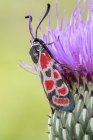 Provence burnet moth on common thistle wildflower outdoors. — Stock Photo