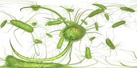 Salmonellen-Bakterien, digitale Illustration mit 360-Grad-Panorama. — Stockfoto