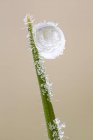 Close-up of frozen dew drop at tip of grass blade. — Stock Photo