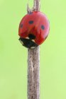 Seven spot ladybird sitting on dried stem. — Stock Photo