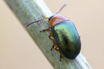 Primer plano del escarabajo de las hojas en el tallo de plantas silvestres . - foto de stock