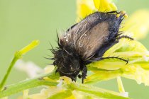 Close-up de besouro escaravelho abelha escaravelho dormindo na flor silvestre . — Fotografia de Stock
