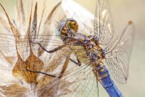 Primer plano de la libélula posada sobre una planta silvestre seca . - foto de stock