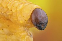 Primer plano del retrato de larva de picudo de castaño . - foto de stock