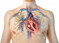 Silueta humana mostrando corazón con vasos sanguíneos y árbol bronquial sobre fondo blanco
. - foto de stock