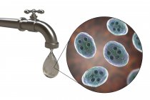 Безпека питної води. Концептуальна ілюстрація, що показує кісти Giardia intestinalis паразита в краплі води з водопровідної. — стокове фото
