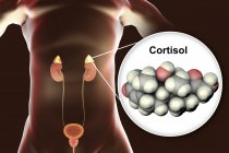Modello molecolare di cortisolo ormonale e illustrazione digitale della ghiandola surrenale . — Foto stock