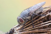 Крупним планом кластерна муха на сухому стеблі дикої квітки . — стокове фото