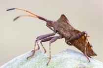 Close-up of dock bug sitting on fresh leaf. — Stock Photo