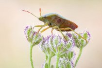 Close-up of green shield bug on spreading hedgeparsley wild plant. — Stock Photo