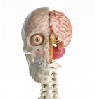 Череп человека посередине сагиттального сечения с мозгом в передней части на белом фоне . — стоковое фото