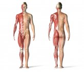 Anatomía masculina sistemas musculares y esqueléticos sobre fondo blanco . - foto de stock