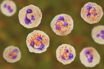 Illustration numérique des bactéries Neisseria gonorrhoeae à l'intérieur des globules blancs neutrophiles . — Photo de stock