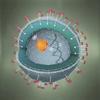 3D ілюстрація перетину патогену гепатиту з ДНК, клітинне ядро і рецептори. — стокове фото