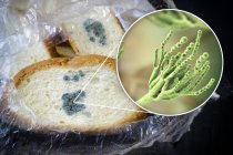 Pane ammuffito e illustrazione di funghi microscopici Penicillium causando deterioramento alimentare e la produzione di penicillina antibiotica . — Foto stock