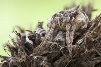 Close-up of camouflaged orb weaver spider on dried wild plant. — Stock Photo