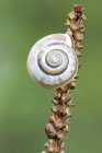 Close-up of land snail on wild plant stem. — Stock Photo