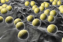 Aerobic gram-positive Micrococcus luteus bacteria, ilustración digital
. - foto de stock