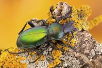 Primer plano del escarabajo carábido verde en la rama cubierta de líquenes amarillos . - foto de stock