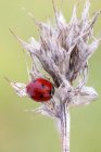 Seven spot ladybird sleeping on dried wild plant. — Stock Photo