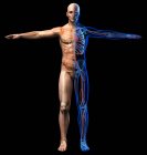 Esquema esquelético masculino, órganos internos y sistemas cardiovasculares de rayos X sobre fondo negro . - foto de stock