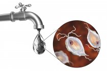 Безпека питної води. Концептуальна ілюстрація, що показує паразитів п'ятирічних гомінідів у краплі води з крана . — стокове фото