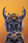 Primer plano de los demonios entrenador escarabajo caballo con grandes mandíbulas . - foto de stock