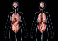 Weibliche Anatomie mit inneren Organen auf schwarzem Hintergrund. — Stockfoto