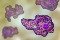 Ентамоеба гінгіваліс паразитарний патоген одноклітинний протозой, амеба в ротовій порожнині, цифрова ілюстрація . — стокове фото