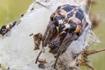 Close-up of orb weaver spider guarding nest in net. — Stock Photo