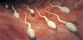 Ilustração 3d de espermatozóides que se movem em direção ao útero humano . — Fotografia de Stock