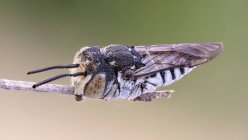 Close-up of leaf cutting cuckoo bee at tip of thin branch. — Stock Photo