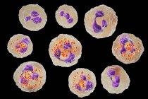 Ilustración digital de la bacteria Neisseria gonorrhoeae dentro de los glóbulos blancos de neutrófilos
. - foto de stock