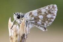 Close-up de borboleta skipper quadriculado na planta selvagem . — Fotografia de Stock