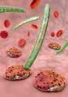 3d ilustración de células sanguíneas y parásitos del Plasmodium que causan malaria . - foto de stock