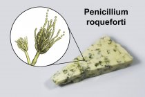Roquefort-Käse und digitale Illustration des Pilzes Penicillium roqueforti. — Stockfoto