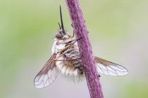 Primer plano de la mosca de la abeja colgando del tallo de la flor silvestre . - foto de stock