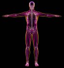 Männliches Diagramm Röntgen von Muskel- und Skelettsystemen auf schwarzem Hintergrund. — Stockfoto