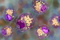 Cellules de mousse macrophagique avec gouttelettes lipidiques, illustration numérique . — Photo de stock