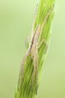 Caza de araña de cangrejo delgado en espiga de semilla de hierba . - foto de stock