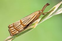 Close-up of chrysocrambus craterella moth on thin wild plant stem. — Stock Photo