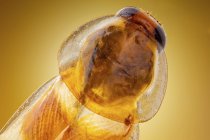 Primer plano de la cabeza de insecto de cucaracha alemana, macrofotografía detallada . - foto de stock