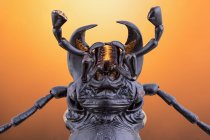 Gros plan sur la tête et les mâchoires noires du scarabée carabide . — Photo de stock