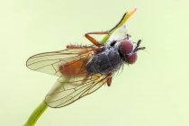 Pegomya bicolor vola dalla vista dorsale sulla punta della lama d'erba . — Foto stock