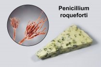 Queijo roquefort e ilustração digital do fungo Penicillium roqueforti . — Fotografia de Stock