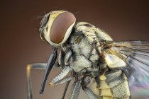 Stable fly in lateral detail shot. — Stock Photo