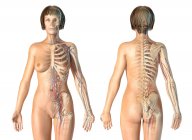 Female anatomy cardiovascular system with skeleton on white background. — Stock Photo