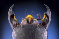 Close-up of devils coach horse beetle with large mandibles. — Stock Photo