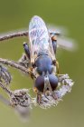 Thick legged hoverfly on dried wild plant. — Stock Photo
